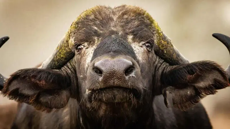 Buffle d'Afrique