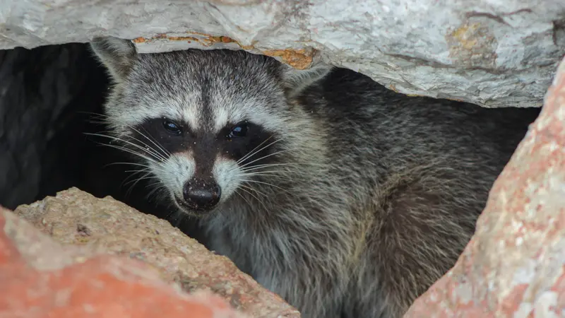 Le raton laveur colonise la Corrèze