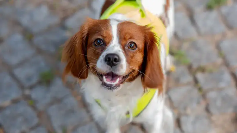 chien gilet fluo