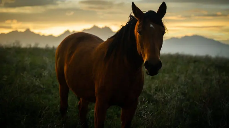 L'Australie annonce le tir des chevaux sauvages en hélicoptère