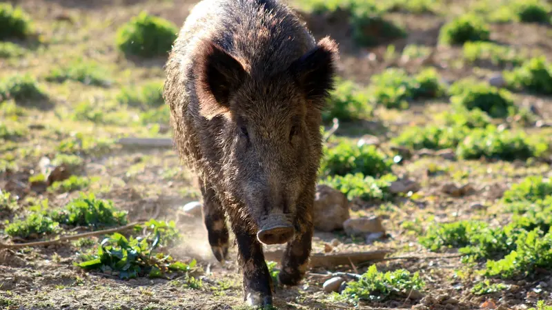 Dordogne : des sangliers essaient d’entrer dans les maisons et attaquent des chiens