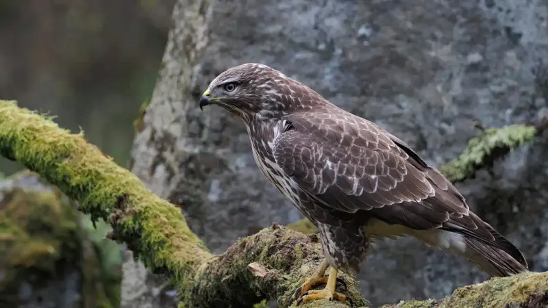 Buse variable