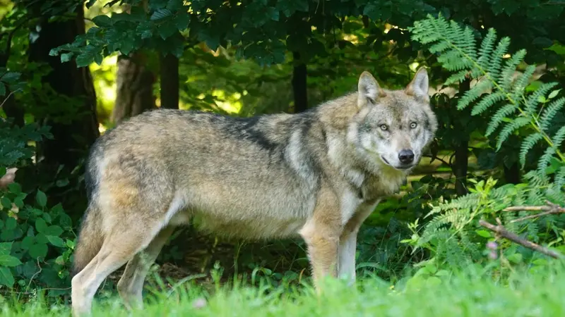 Un loup photographié près d’une route en Haute-Savoie