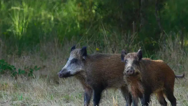 deux sangliers