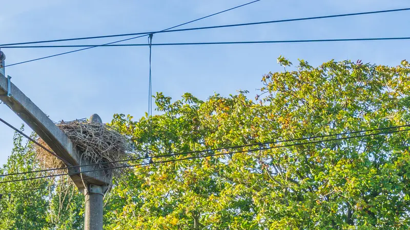 Un nid de pie crée un court-circuit et des retards monstres à la SNCF