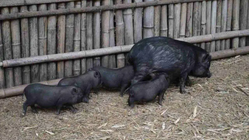 cochons sauvages de Marignane
