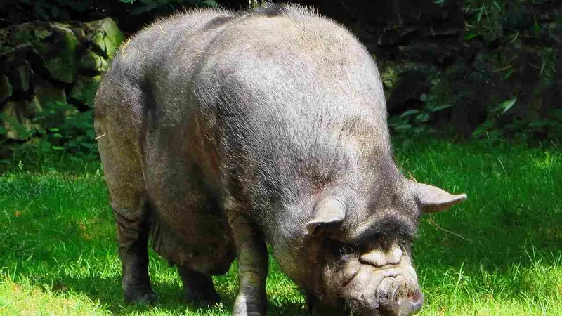cochon tué par un garde chasse
