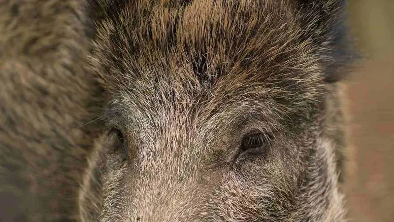 sanglier blessé à Quimperlé