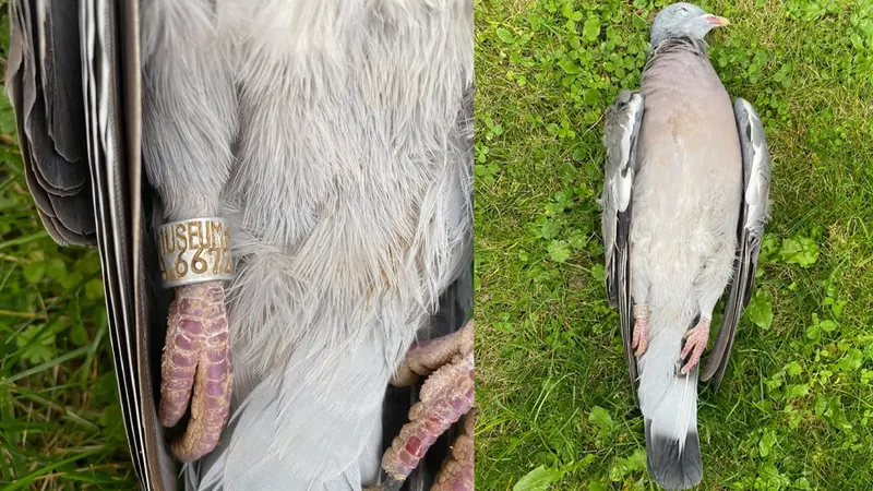 Un pigeon prélevé 8 ans après avoir été bagué dans l’Oise