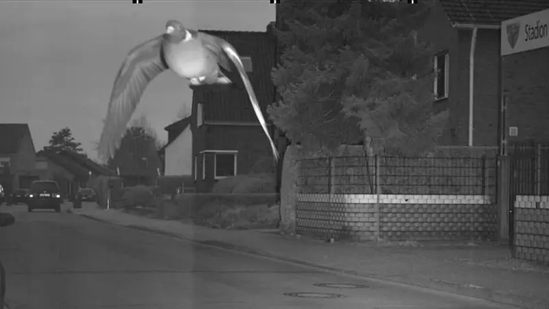 Allemagne : un pigeon flashé à 45 km/h !