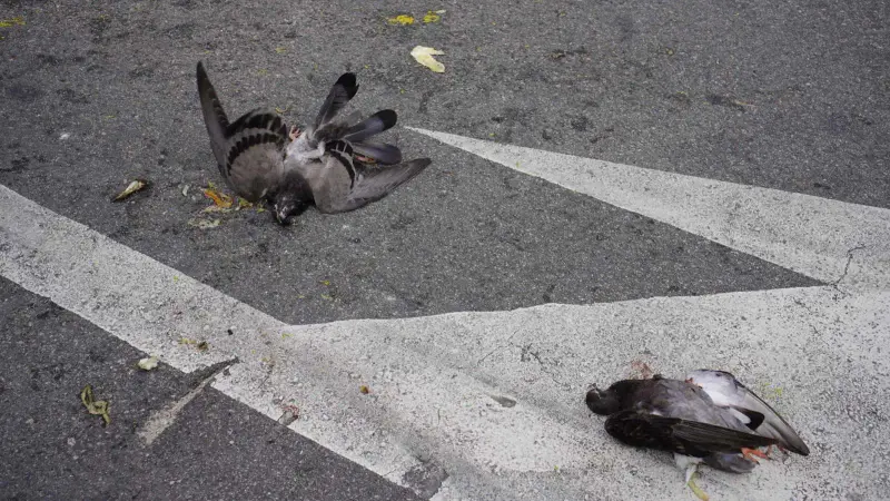 Une centaine de pigeons tués par la grêle (vidéo)