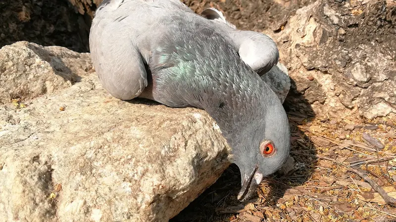 Des dizaines de pigeons retrouvés morts en Ardenne
