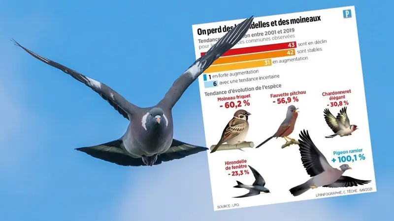 +100.1% d’augmentation du pigeon ramier en 20ans
