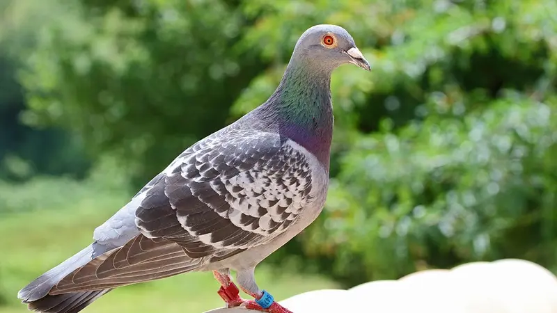 Un pigeon voyageur vendu 1,6 million d’euros !