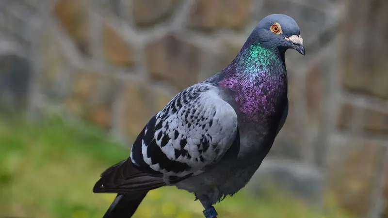 Un pigeon voyageur vendu 1.252.000€