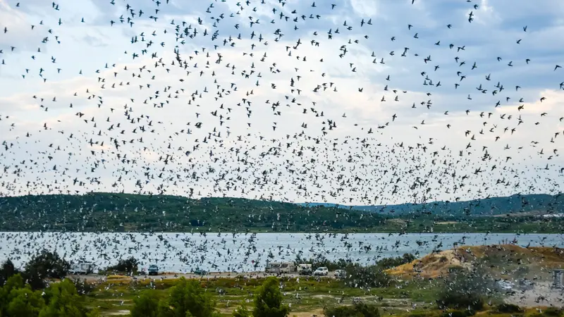 Narbonne : des milliers de pigeons voyageurs se perdent dans l’orage