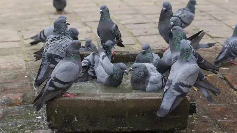 Eure : les chasseurs autorisés à tirer les pigeons en ville avec des carabines à air comprimé