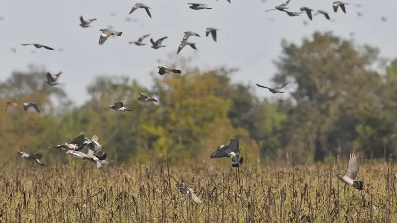 Seine et Marne : une dérogation individuelle pour la chasse du pigeon ramier envisagée