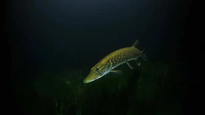 brochet