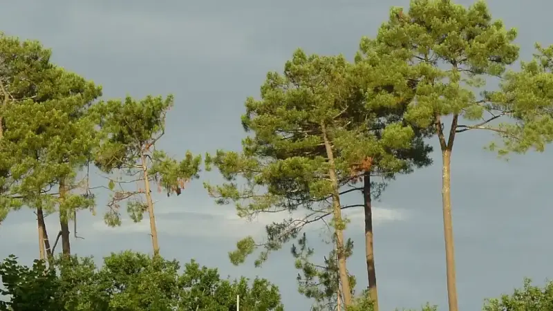 pins-des-Landes