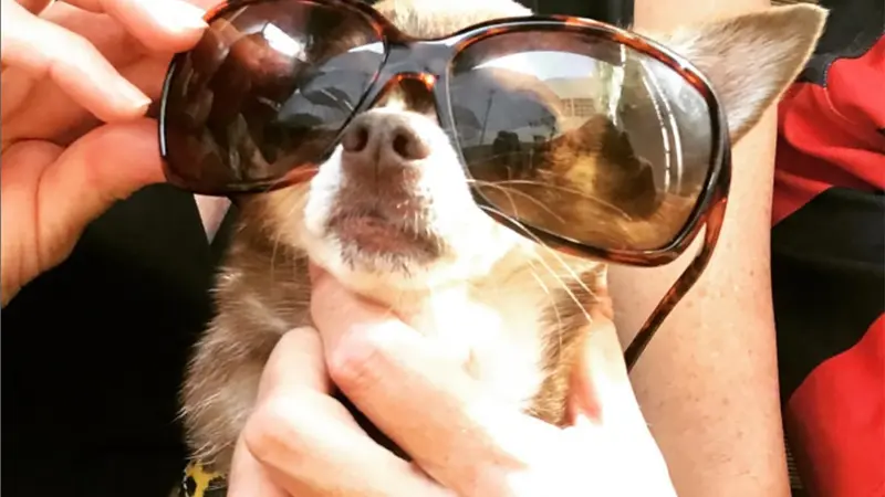 Un vététiste écrase et tue un chien influenceur délibérement