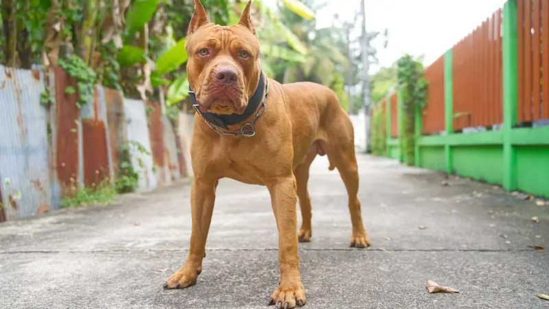Narbonne : 2 chiens de type pitbull tuent 30 chèvres