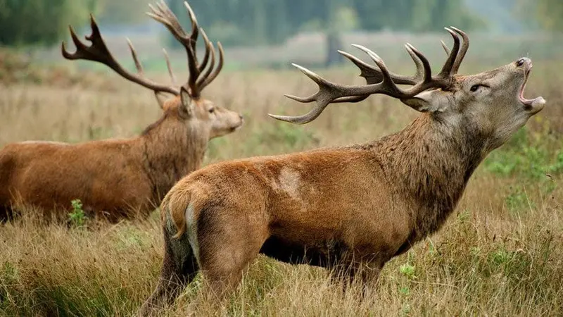 6 à 9 cerfs chassés sur la propriété de Luc Besson dans l'Orne