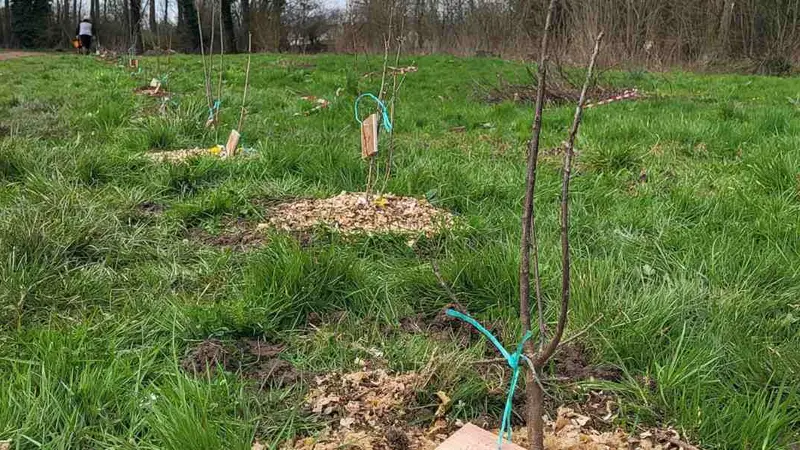 plantation de haie dans la somme