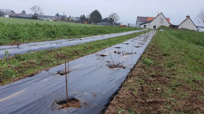 Les chasseurs plantent 20 000m de haies par an en Indre-et-Loire