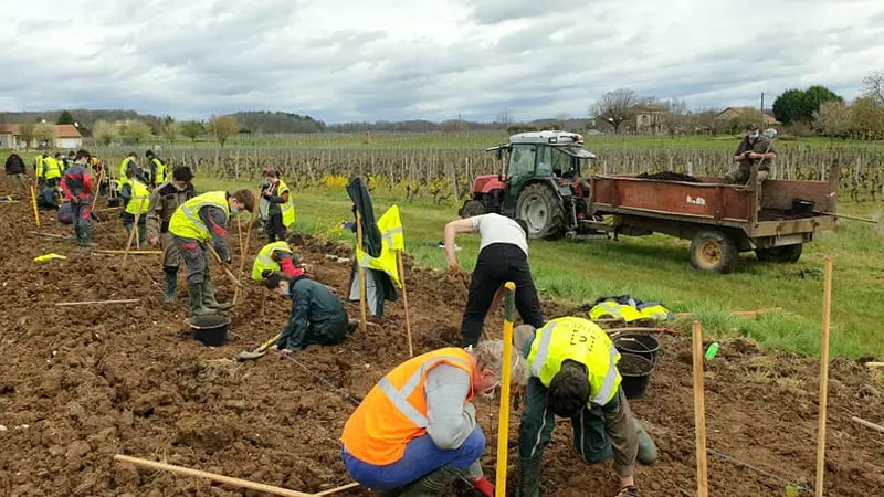 Dordogne : chasseurs et viticulteurs plantent des haies dans l’intérêt commun