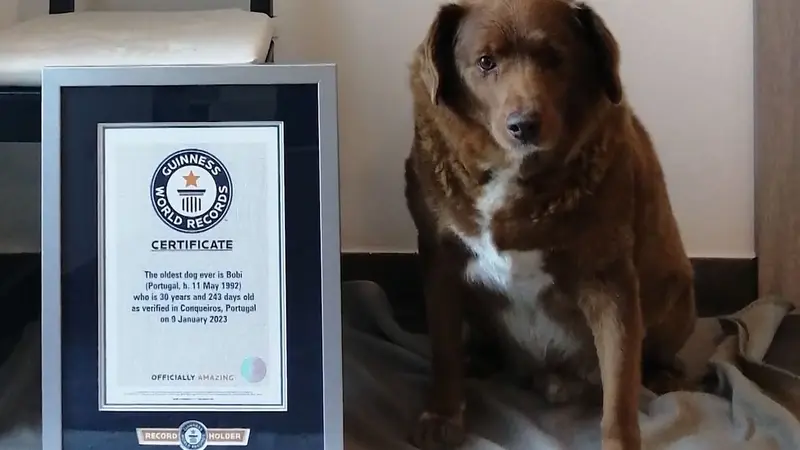 Le record du plus vieux chien du monde vient d’être battu