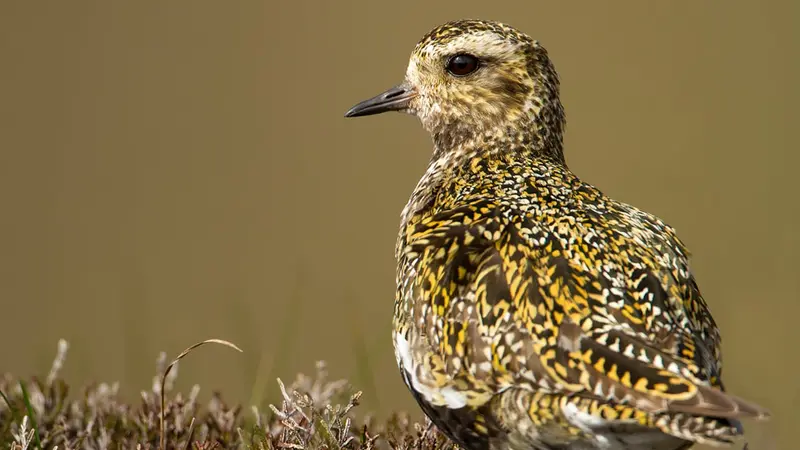 Pluvié doré