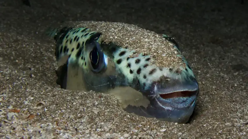 poisson-crapaud-a-joues-argentees