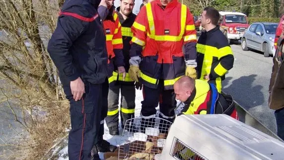 pompiers-chien