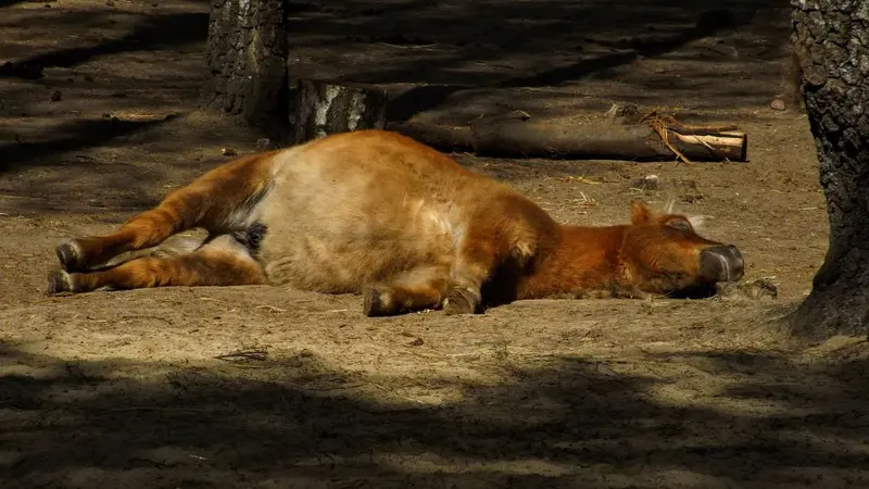 Le poney de la Présidente de l’Union Européenne tué par un loup
