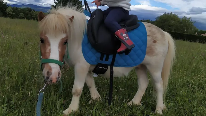 Un poney dévoré par un loup aux portes d’un village