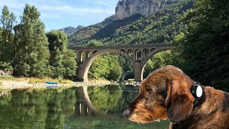 Tarn : des chiens de chasse enlevés et leurs colliers GPS jetés à l’eau