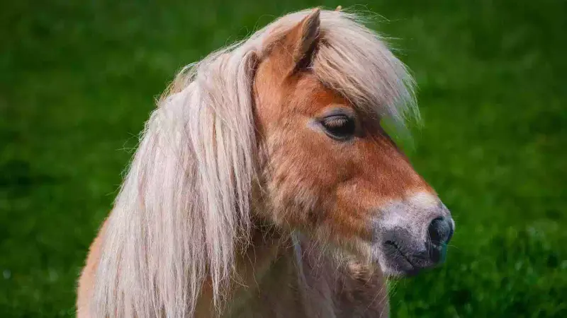 une ponette et son poulain tués par les loups