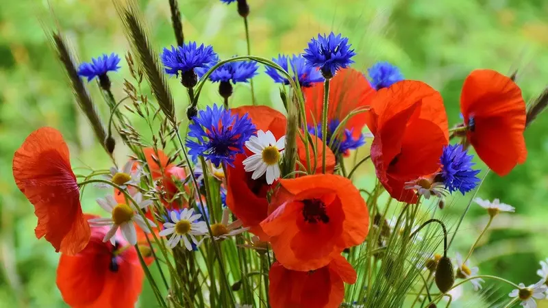 Les chasseurs fleurissent les friches d’une ancienne mine dans le Gard