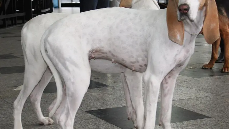 Porcelaine