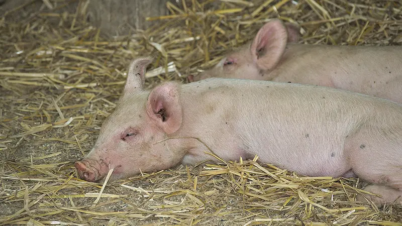 Suisse : des antispécistes volent et importent des cochons malades