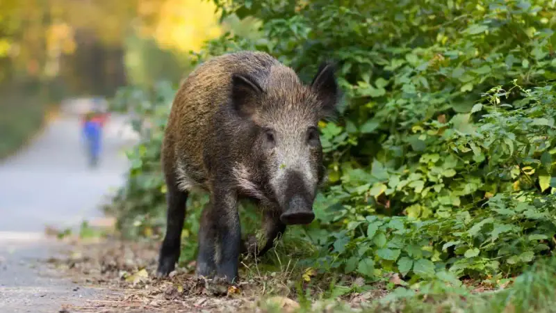 Sangliers en ville à Nîmes : des chasseurs coincés et des sangliers dans les jardins ouvriers