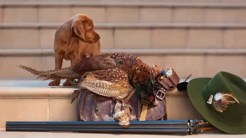 Trouver le bon prénom pour son chien de chasse en 2026 : idées et tendances pour la lettre « B »