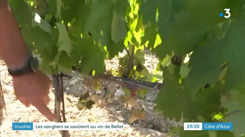 Près de Nice, les chasseurs pourraient être sollicités car les sangliers s’attaquent aux vignes
