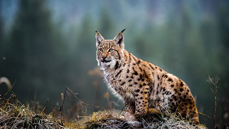 Un agriculteur risque des ennuis avec la justice pour avoir fait peur à un Lynx