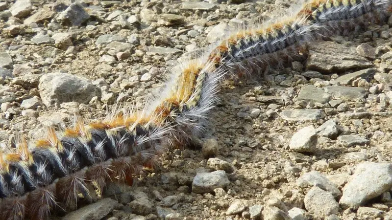 La chenille Processionnaire