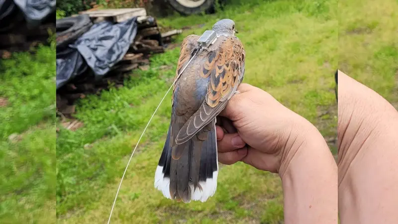 En Dordogne, les chasseurs assurent le suivi de la tourterelle des bois