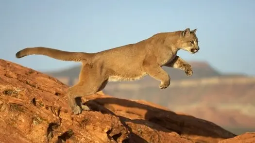 Un puma s’introduit dans une école