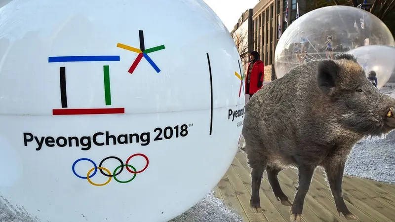 Pyeongchang : la technologie 5G testée pour faire fuir les sangliers !