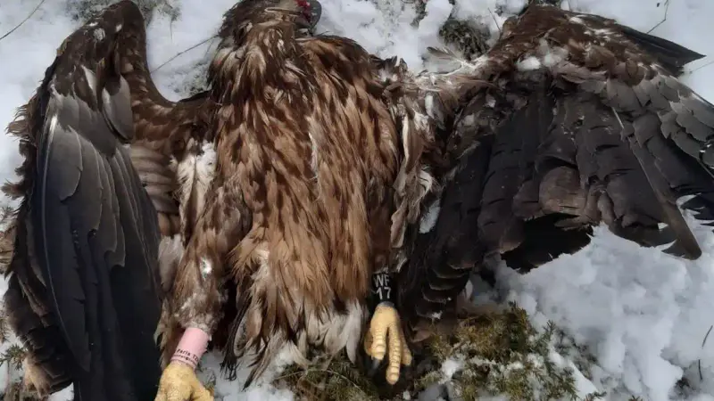 Un braconnier condamné à verser 81 000€ à la LPO pour avoir tué un Aigle
